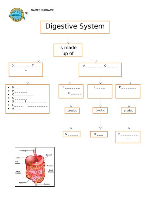 Digestive System Concept Map Answers Smashmoms