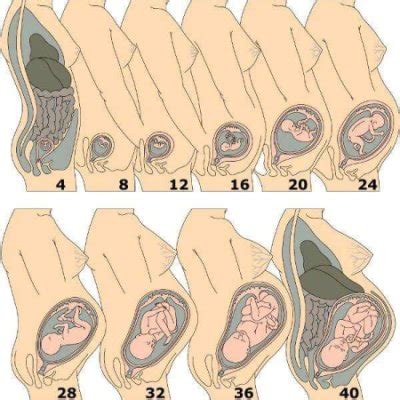 Posición del bebé de acuerdo a las semanas BabyCenter