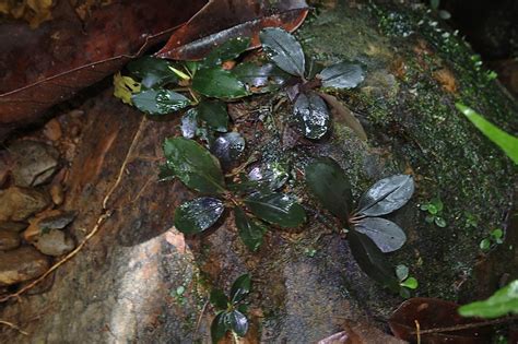 Bucephalandra sp Mahakam hulu 2016年11月画像 東南亜泥炭会 TEAM BORNEO