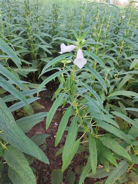 Sesame Seed Flower on Tree in the Field, Sesame a Tall Annual Herbaceous Plant of Tropical Stock ...