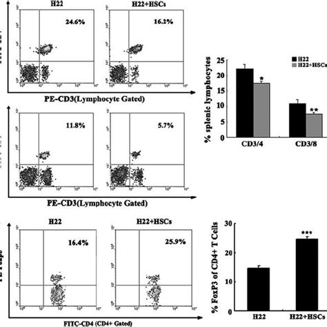 Activated Hepatic Stellate Cells Hscs Promoted Tumor Angiogenesis And