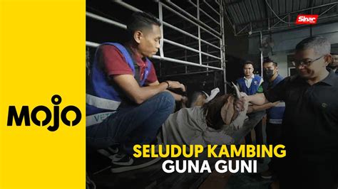 Cubaan Dua Lelaki Seludup Ekor Kambing Disumbat Dalam Guni Gagal