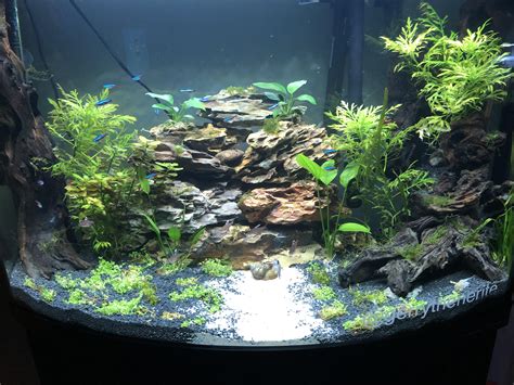 My 2 Month Old 36 Gallon Bowfront Tank Cant Wait For The Monte Carlo