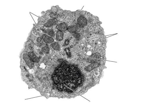 animal cell electron microscope - Seymour Driscoll