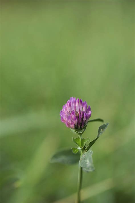 Red Clover Photos, Download The BEST Free Red Clover Stock Photos & HD ...