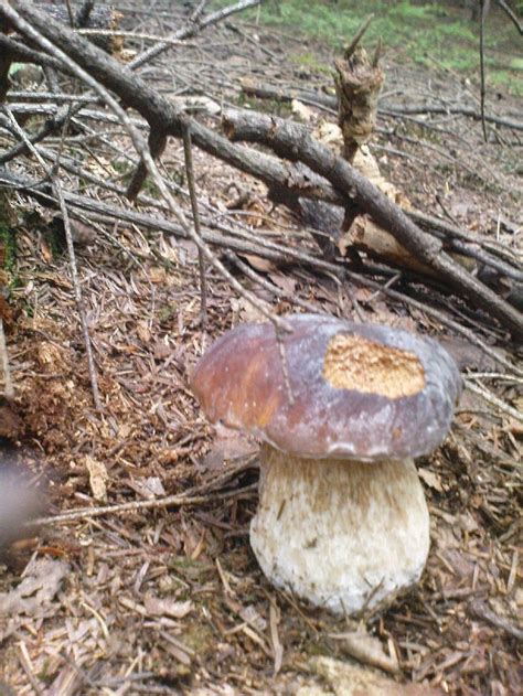 grzyby fungi of Poland mushrooms grzyby jadalne grzyby trujące borowik