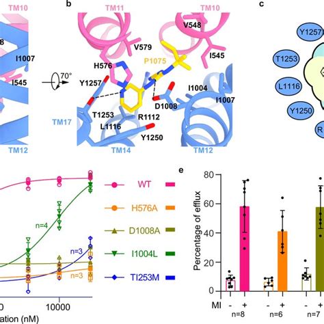 Model For Sur Containing Katp Channel Activation By Mg Nucleotides And