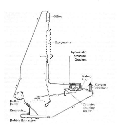 Material For The Perfusion Apparatus A Laboratory Manual Of Kidney