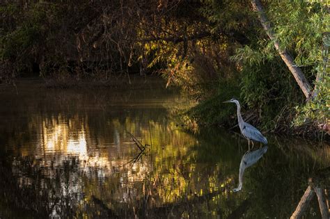 Great Blue Heron: Hunting and waiting... | Blue heron, Heron, Drawing ...