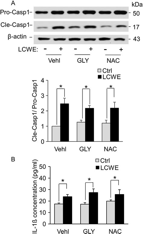 Effects Of Potassium Channel Blockade Or Ros Scavenging On Lcwe Induced