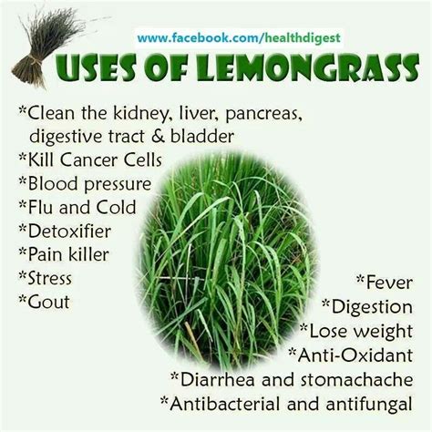 Lemongrass Tea And Benefits Of Lemongrass Herbs Herbal Medicine Lemon Health Benefits