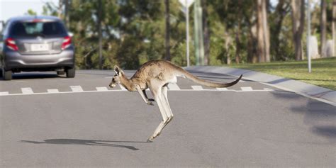 Avoiding Wildlife On The Road Australian Wildlife Wildlife Advice