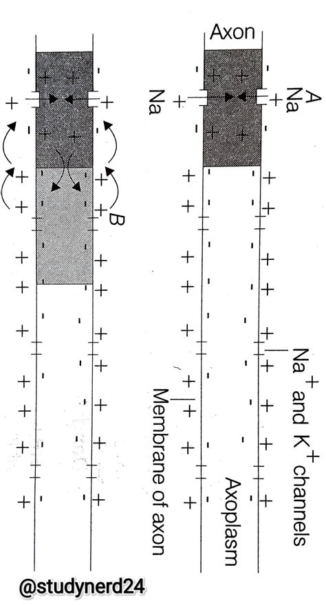 Describe Polarisation Resting Potential Depolarisation Action