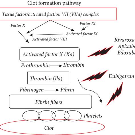 Mechanism Of Action Of Antithrombotic Agents In The Coagulation