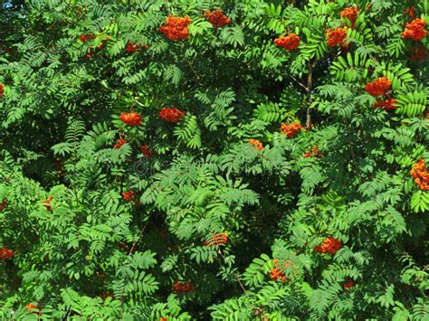 Autumn Rowan Berries Ashberry Sorbus Aucuparia Stock Photo Image Of