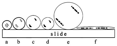 Principle Of Chromosome Preparationinduced Morphological Changes Of