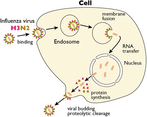 Influenza Replication Step By Step