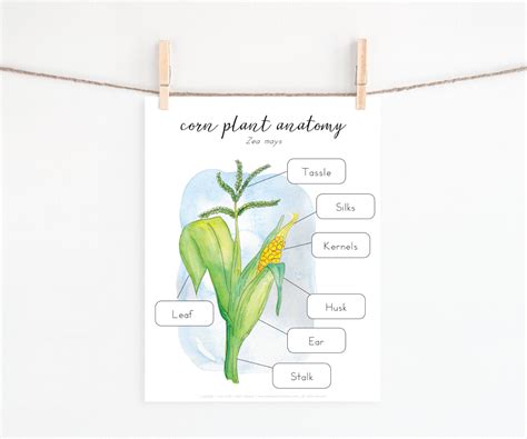 Corn Plant Anatomy - Green Urban Creative