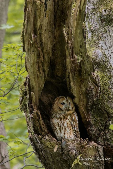 Waldkauz Schloßpark Nymphenburg München Markus Preiser Flickr