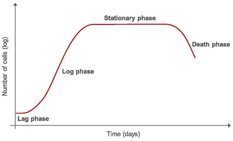 How To Do A Proper Cell Culture Quick Check Science Lab Leica