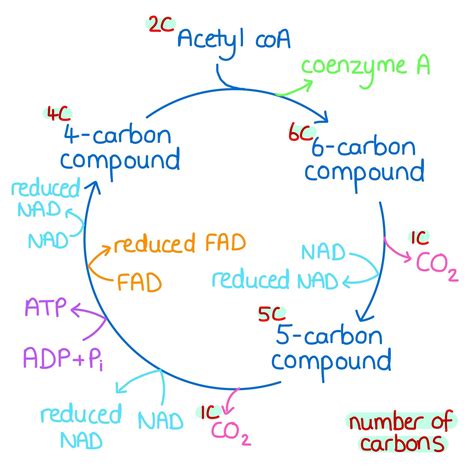 The Krebs Cycle Respiration Ep 2 Artofit