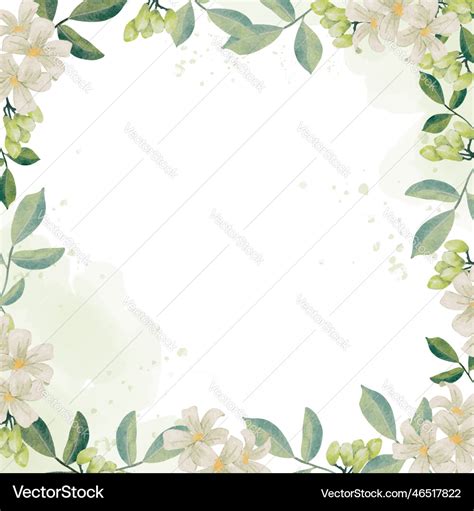 Watercolor White Murraya Orange Jasmine Flower Vector Image