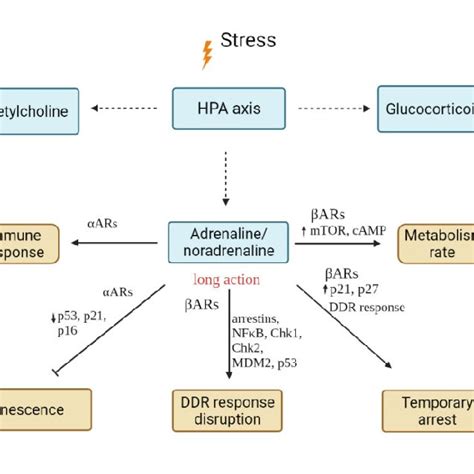 Schematic representation of effects of adrenaline and noradrenaline,... | Download Scientific ...