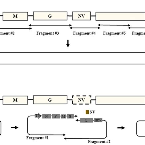 Schematic Representation Of Plasmid Constructs Used For The Generation