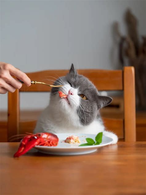 Can I Give My Cat Lobster? | Spot®