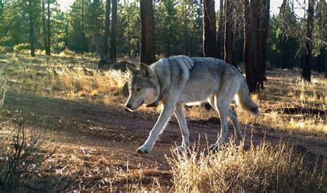 3 Wolves Killed In Southern Oregon