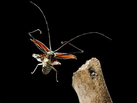 Absurd Creature Of The Week The Strange Saga Of The Harlequin Beetle