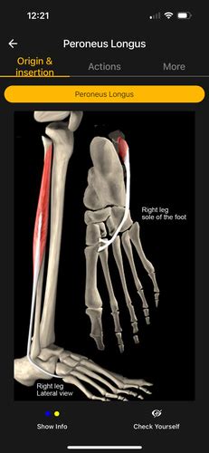 Kines 202 Practical Flashcards Quizlet