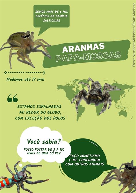 Qual é o tempo de vida de uma mosca Leia aqui Qual mosca vive 24 horas