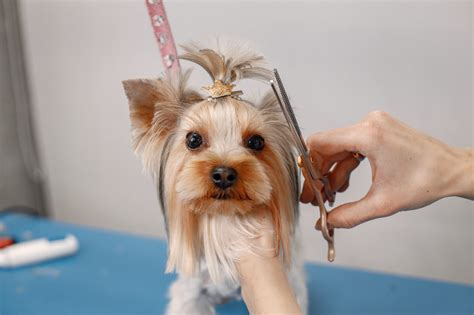 Cómo cortarle el pelo a un perro en casa Demascotas info