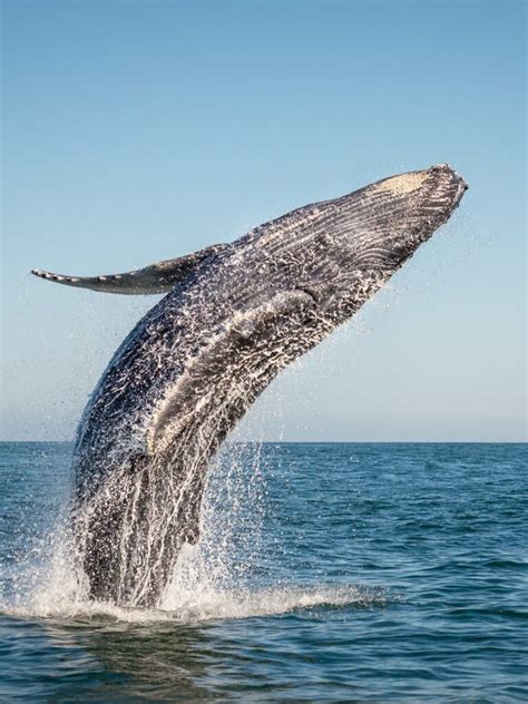 Descubre El Fascinante Significado De So Ar Con Ballenas Orcas En El Mar