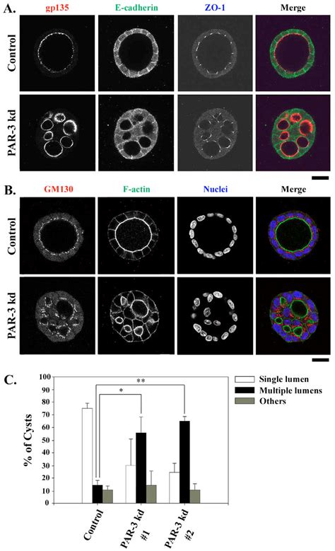 Par 3 Knockdown Mdck Cells Fail To Form Normal Cysts With An Integrated