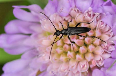 Stenurella Nigra Strangalia Czarna Insektarium