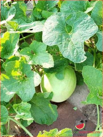 Tips for Saving Melon Seeds and Growing Your Own - [Updated January 2025 ]