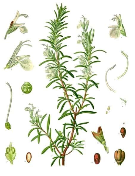 The Magical Properties Of Rosemary Explained With Facts