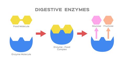 Au cœur de la digestion les enzymes Nutri News