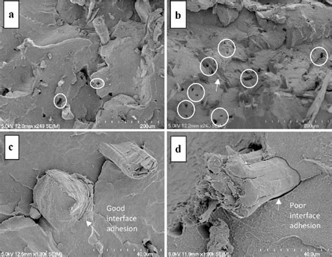 Sem Micrographs Of Cryogenic Fracture Surfaces Of Samples Tm A And