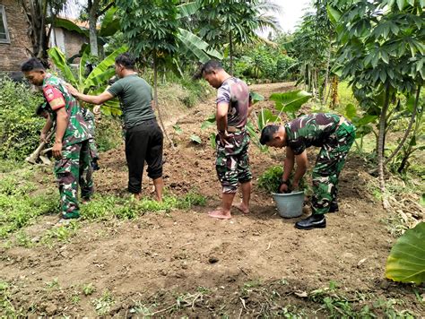 Wujudkan Ketahanan Pangan Koramil Kemusu Manfaatkan Lahan Kosong Realita