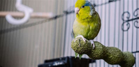 Bird Perch: What to Know When Picking a Perch for Your Cage