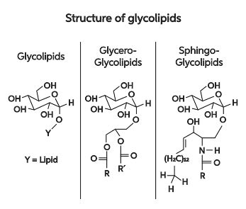 Glycolipid