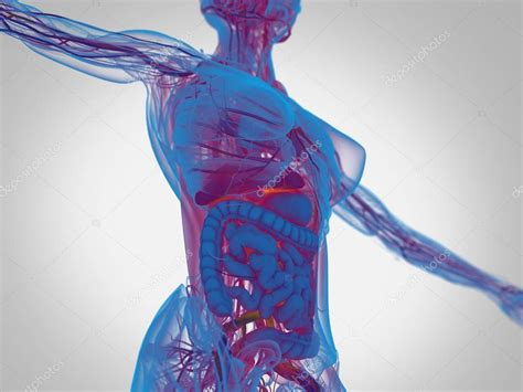 anatomyinsider
