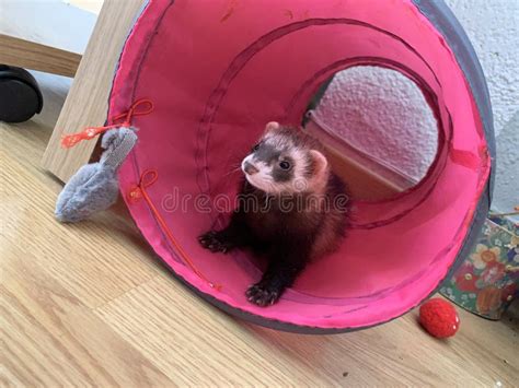 Baby Ferret on a White Background Stock Photo - Image of animals, shot ...