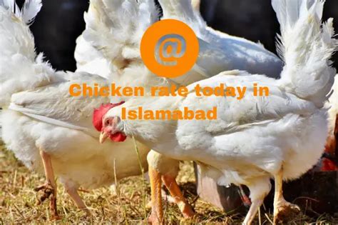 Chicken Rate Today In Islamabad Authentic Rates