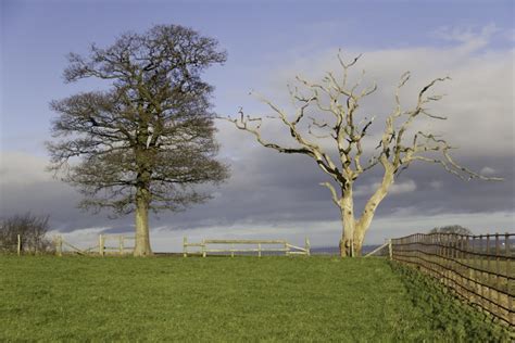 Tree Deadwood Guide How To Keep Your Trees Healthy