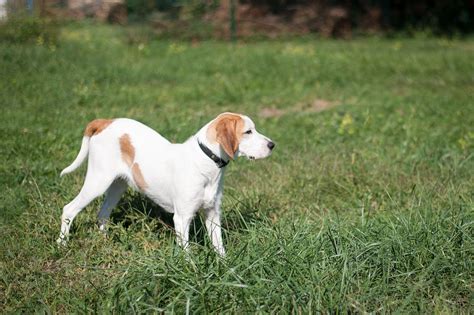 APAGI Rocky CHIEN X Beagle à la robe Fauve et blanc