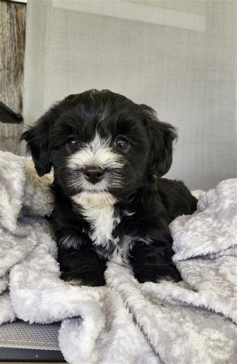 Yorkiepoo Puppies For Sale Lexington Ky